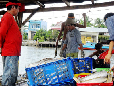 Ngư dân Cà Mau trúng mùa ở Biển Đông