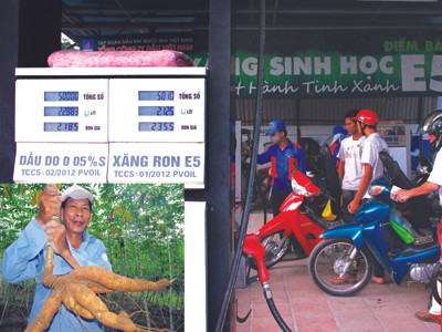 'Biến sắn thành xăng', người trồng điêu đứng