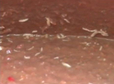 Kinh hoàng sa tế, tương ớt làm từ ...dòi bọ