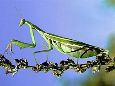 Thuốc từ tổ bọ ngựa chữa xuất huyết dạ dày