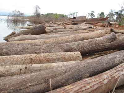 Gỗ trục vớt ở lòng hồ Sê San 4