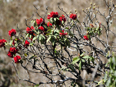 'Săn' khoảnh khắc ở đỉnh Fansipan