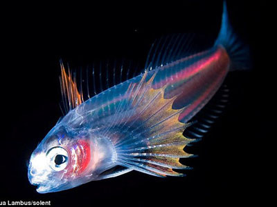 Sinh vật biển rực rỡ trong màn đêm