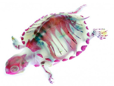 Vẻ đẹp từ... cái chết