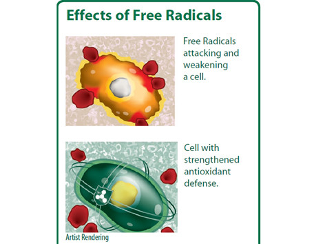 Bệnh hiểm nghèo từ rượu bia do acetaldehyde và gốc tự do