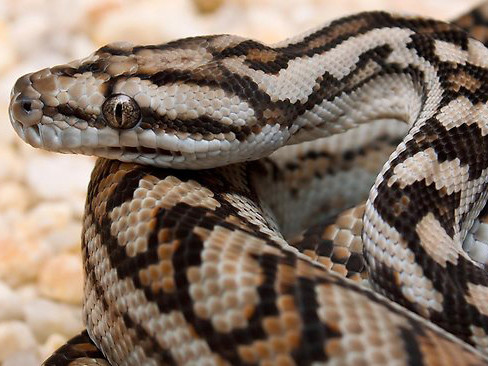 Con trăn dài 4,5 mét xiết cổ người bảo vệ đến chết ngay trước một khách sạn nổi tiếng ở Bali