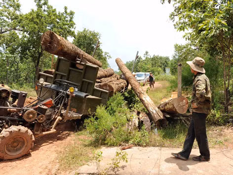 Xử lý hàng loạt cá nhân mượn danh dự án phá rừng