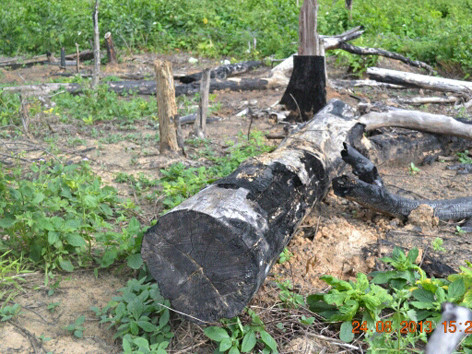 Có rừng của gia đình giám đốc lâm trường