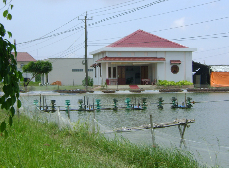 Quạt vuông tôm của nông dân Cà Mau chết đứng vì cúp điện