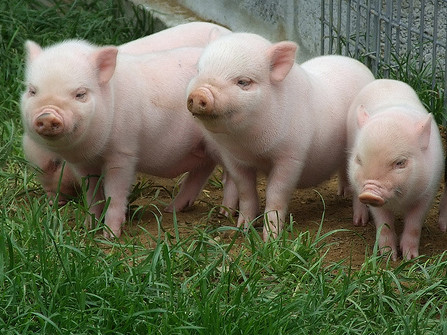 Cướp có vũ khí 'bắt cóc'… 100 con lợn