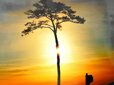 Cây thông bí ẩn sống sót sau sóng thần tại Nhật Bản