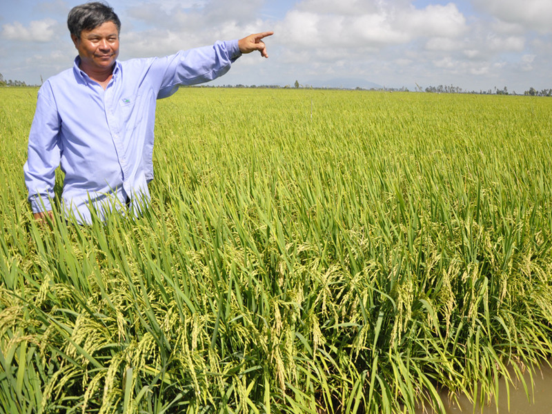 Ông Đỗ Quí Nhang trên cánh đồng liền thửa nhưng giấy tờ đã chia manh mún