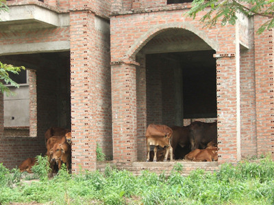 Không thiếu luật xử biệt thự bỏ hoang