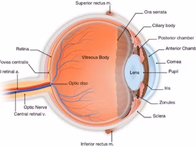 Glaucoma và việc dùng thuốc