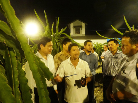 Trang bị đèn compact chiếu sáng kích thích cây thanh long ra hoa trái vụ