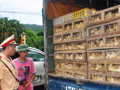 Buôn gà lậu lãi ngang... ma túy