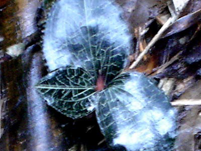 Loài cỏ trị giá 100 triệu đồng/kg