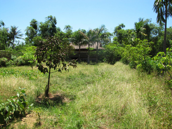 Ngập chìm trong cỏ hoang