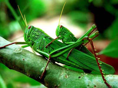 Thu bạc triệu nhờ giun, châu chấu