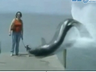 Thủy quái lên bờ, nuốt trọn chú chó con