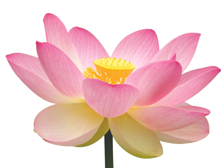 Chọn Quốc hoa: Tôi chọn sen