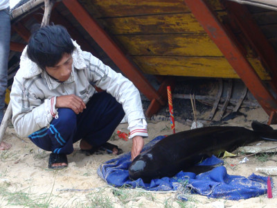 Hai cá voi dạt vào bờ