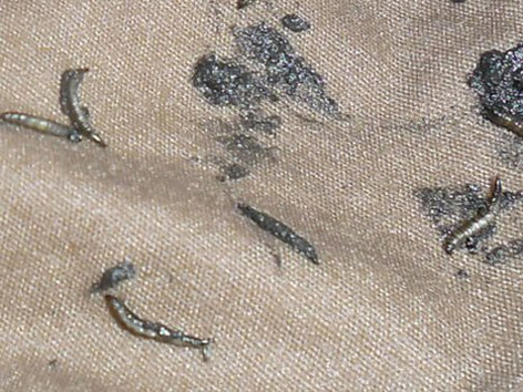 Sinh vật lạ giống đỉa không thuộc loài côn trùng, ký sinh trùng