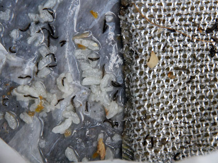 Sinh vật lạ lúc nhúc trong miếng rửa chén