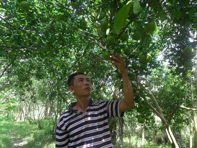 Biến đất phèn thành cánh đồng trăm triệu