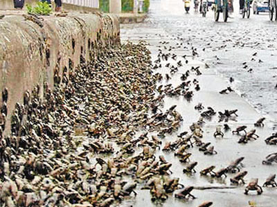 Giải mã giác quan thứ sáu của động vật