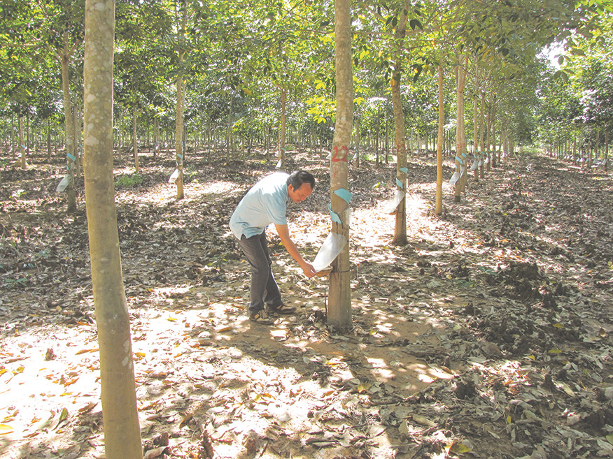 Cao su Hoàng Anh Gia Lai và đường ống hai vòng quả đất
