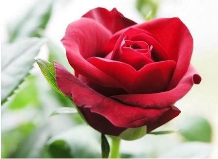 Giới trẻ thể hiện xúc cảm ngày Vu lan