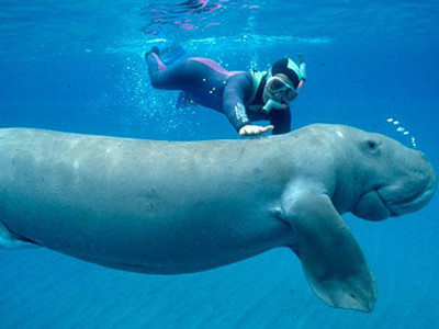 Bò biển 100 kg bị sát hại