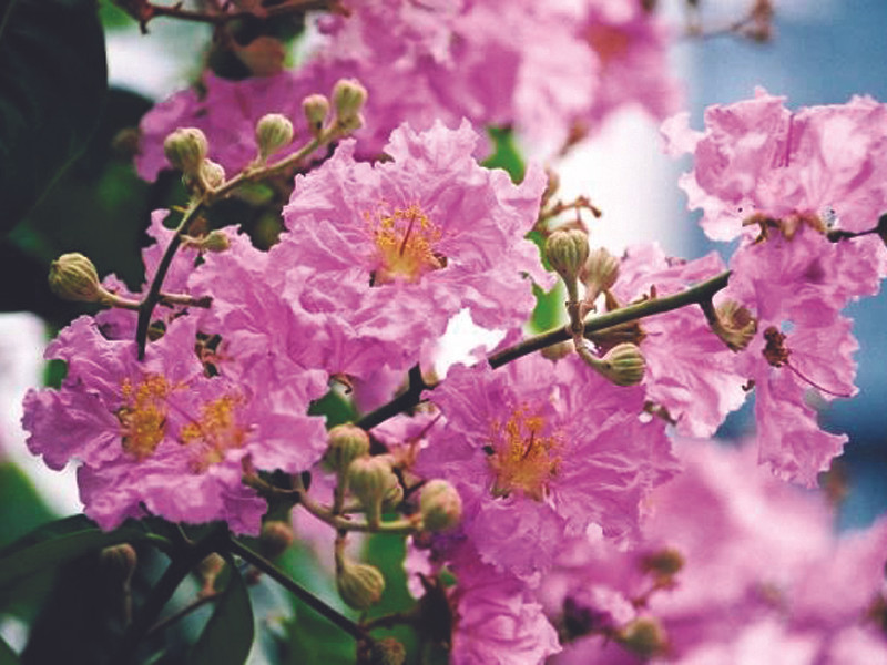 Hoa tử vi (tường vi, từ bi) Ảnh độc giả cung cấp