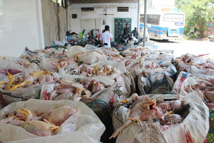 Phát hiện nửa tấn gà chết sắp tiêu thụ