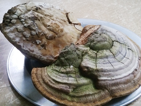 Phát hiện hai cây nấm linh chi khủng nặng 3,6kg