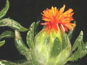 Bài thuốc chữa vô sinh do lạc nội mạc tử cung