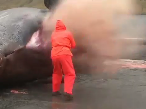 Clip: Cá voi phát nổ khi bị mổ bụng