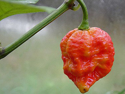 'Thụt lưỡi' khi ăn ớt cay nhất thế giới