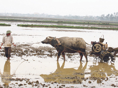 Ông Đinh Văn Tỵ dùng trâu kéo máy cày hết dầu lên bờ	Ảnh: Đức Hạnh