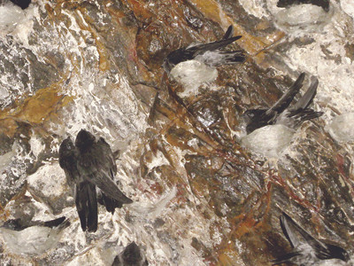 Diệt đàn yến nuôi, hãy cẩn trọng