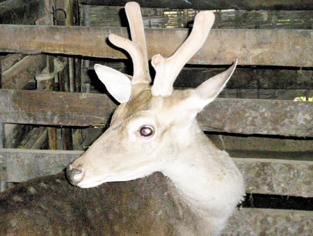 Không phải ai cũng dùng được nhung hươu