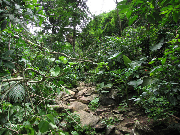 Con đường vận chuyển gỗ lậu của lâm tặc