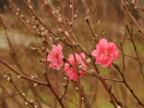Đào Nhật Tân trên đất Đồng Nai