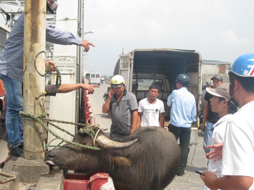 Bị giết hụt, trâu nổi điên húc người