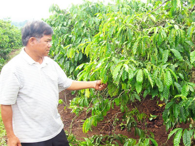 Ve sầu hoành hành cà phê