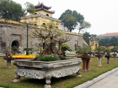 Triển lãm cây bạc tỷ: Vui là chính, được giá thì bán