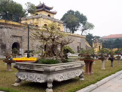 Triển lãm cây bạc tỷ: Vui là chính, được giá thì bán