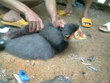 Vụ giết Voọc quý: Kỷ luật ba quân nhân, truy nã hai đối tượng