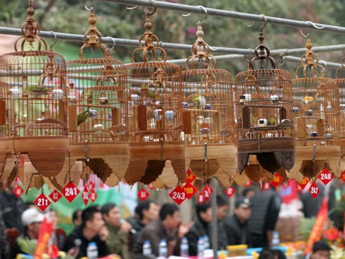 Xem thi chim vành khuyên chọi thanh